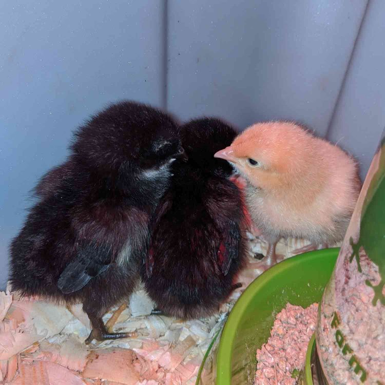 3 chicks
