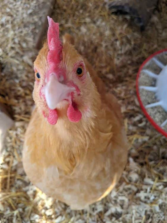 chicken named phoebe