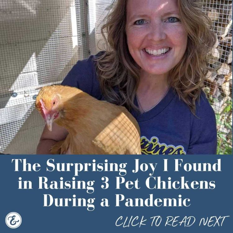 the surprising joy i found in raising 3 pet chickens during a pandemic
